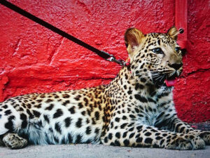 Леопард на поводке фото